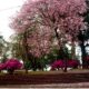 Plaza Belgrano En Apóstoles