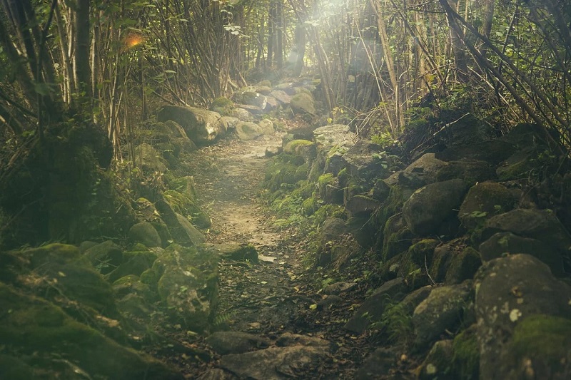 Espesura Del Monte