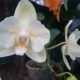 Flores Tipicas De Misiones