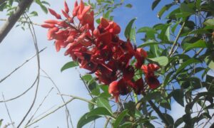 Las Bellas Flores