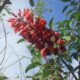 Las Bellas Flores