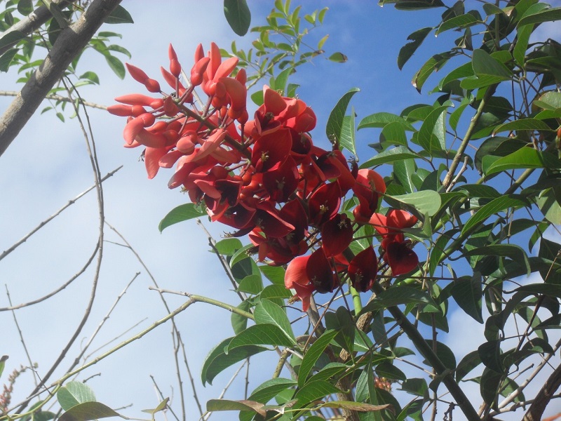 Las Bellas Flores