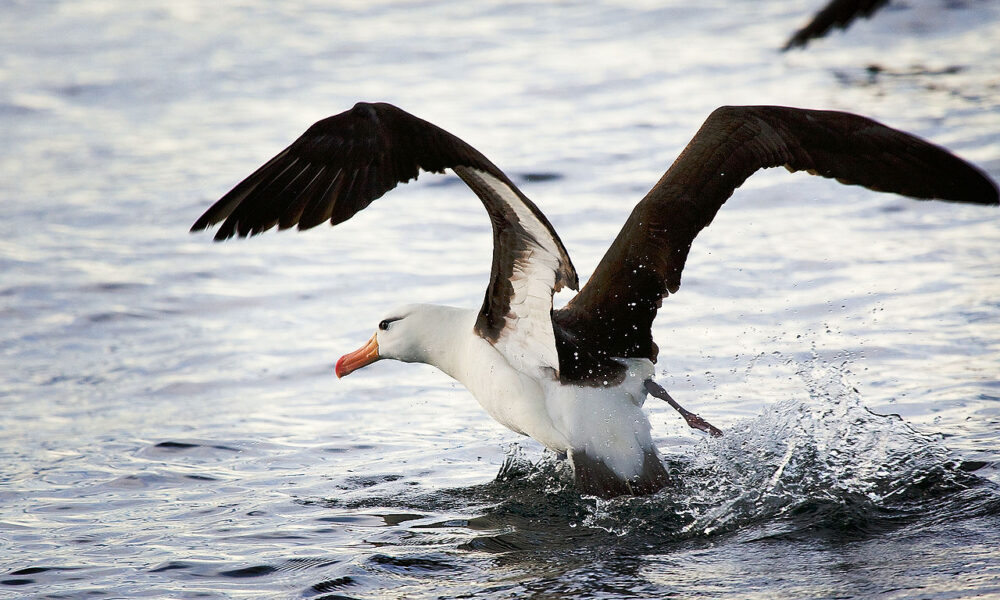 Albatros