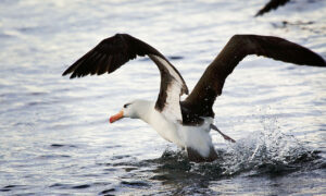 Albatros