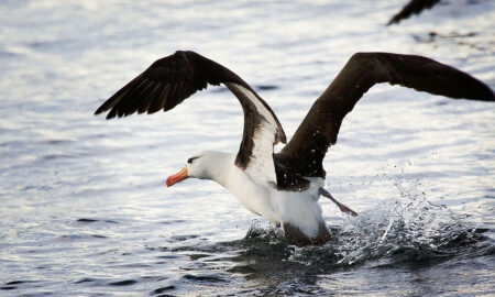 Albatros