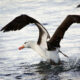 Albatros