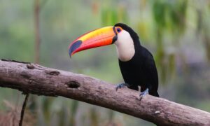 Tucan Toco