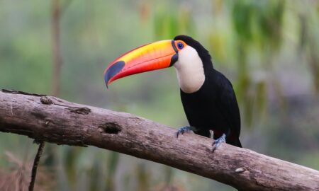 Tucan Toco