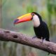 Tucan Toco