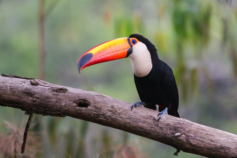 Tucan Toco
