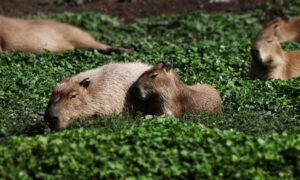 Los Capibaras