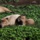 Los Capibaras