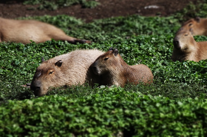 Los Capibaras