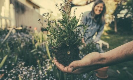 Cuidado Del Jardin