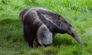 Oso Hormiguero