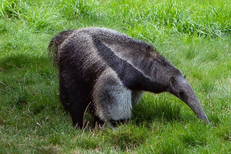 Oso Hormiguero