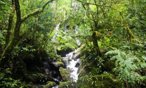 Selva Adentro