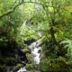 Selva Adentro