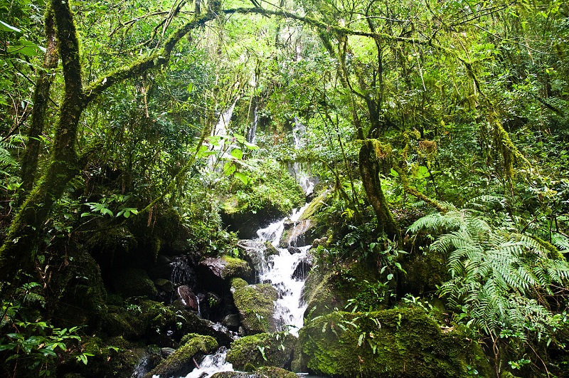Selva Adentro