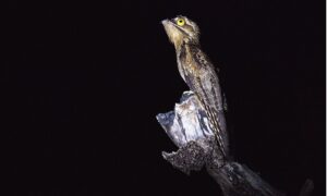 Guajojó