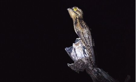 Guajojó