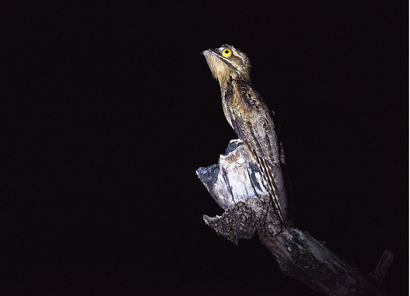 Guajojó