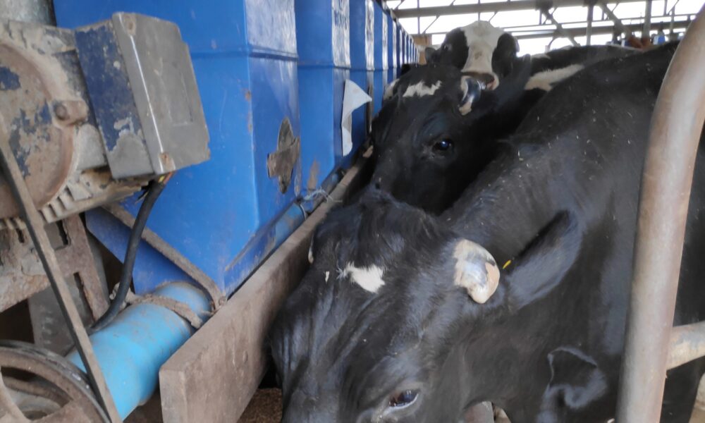 Vacas En Tambo