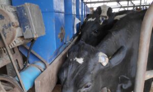 Vacas En Tambo