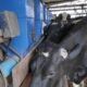 Vacas En Tambo