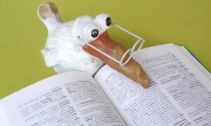 Aprendiendo Términos En Dialecto