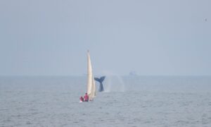 Ballena Costa Ballena