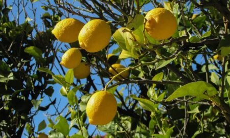 Limones
