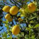 Limones