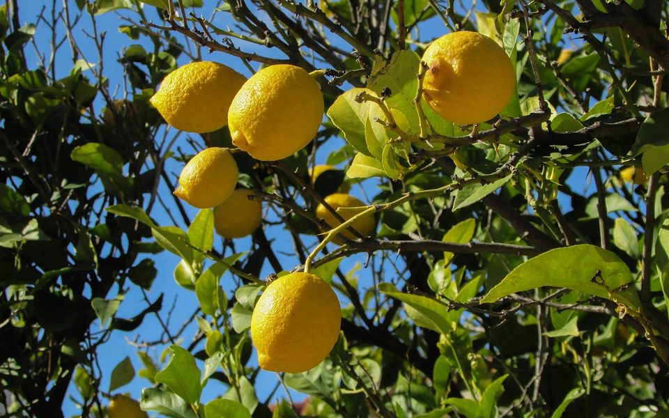 Limones