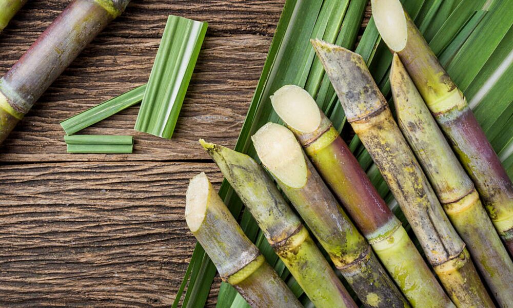 Sugar Cane