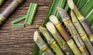 Sugar Cane