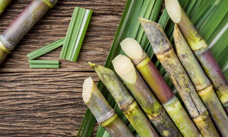 Sugar Cane