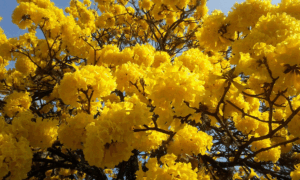 Arbol De Lapacho Amarillo