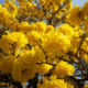 Arbol De Lapacho Amarillo
