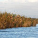 Bordes Del Ibera