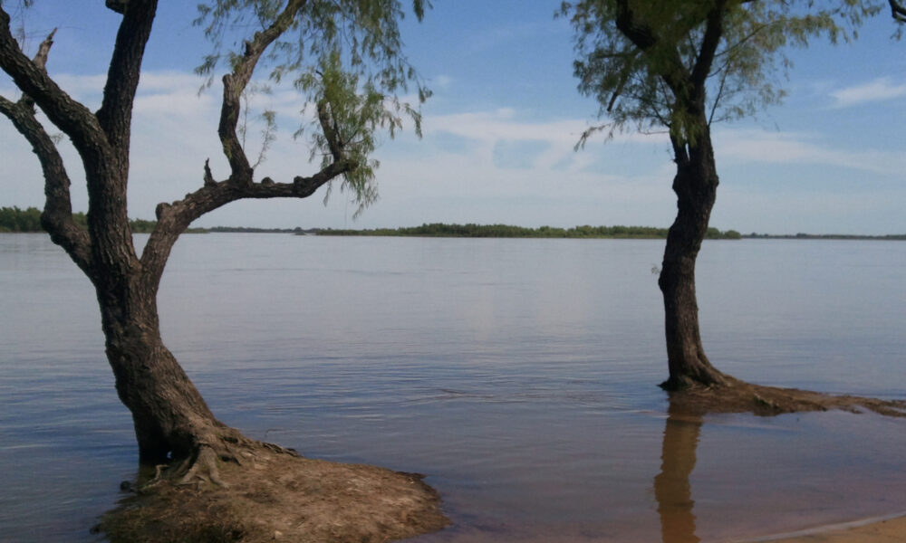 Dos Arboles En Agua