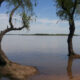 Dos Arboles En Agua