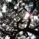 Arbol Visto De Abajo