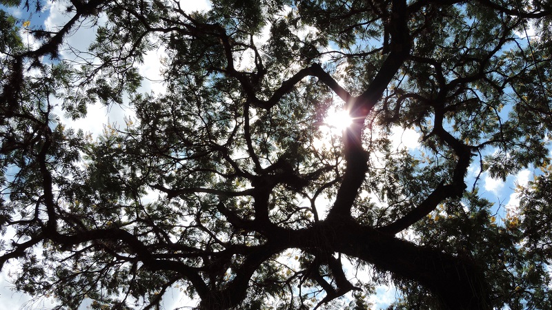 Arbol Visto De Abajo