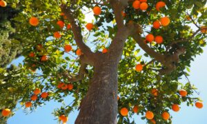 Orange Tree