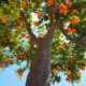 Orange Tree