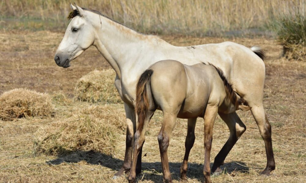 Caballo Color Siamens