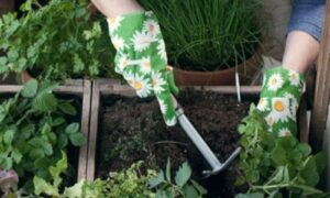 Huerta Manos Cultivando