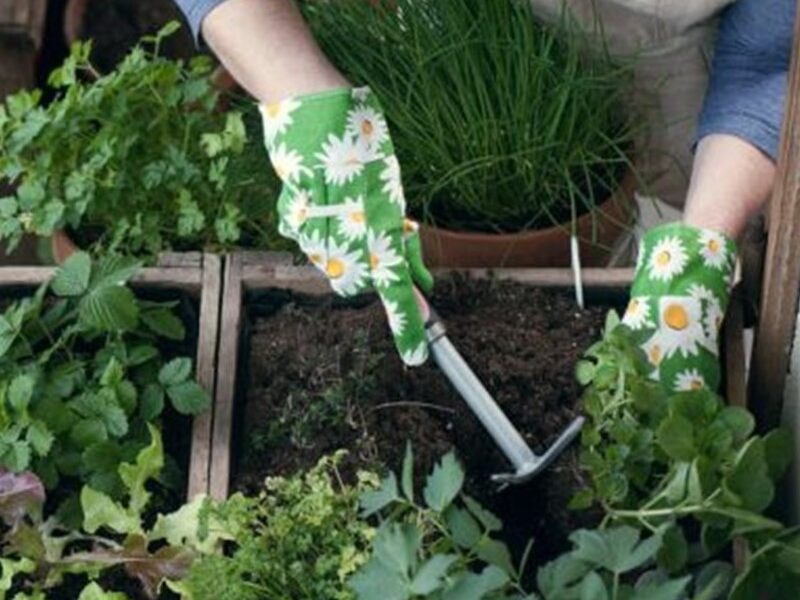 Huerta Manos Cultivando