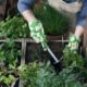 Huerta Manos Cultivando